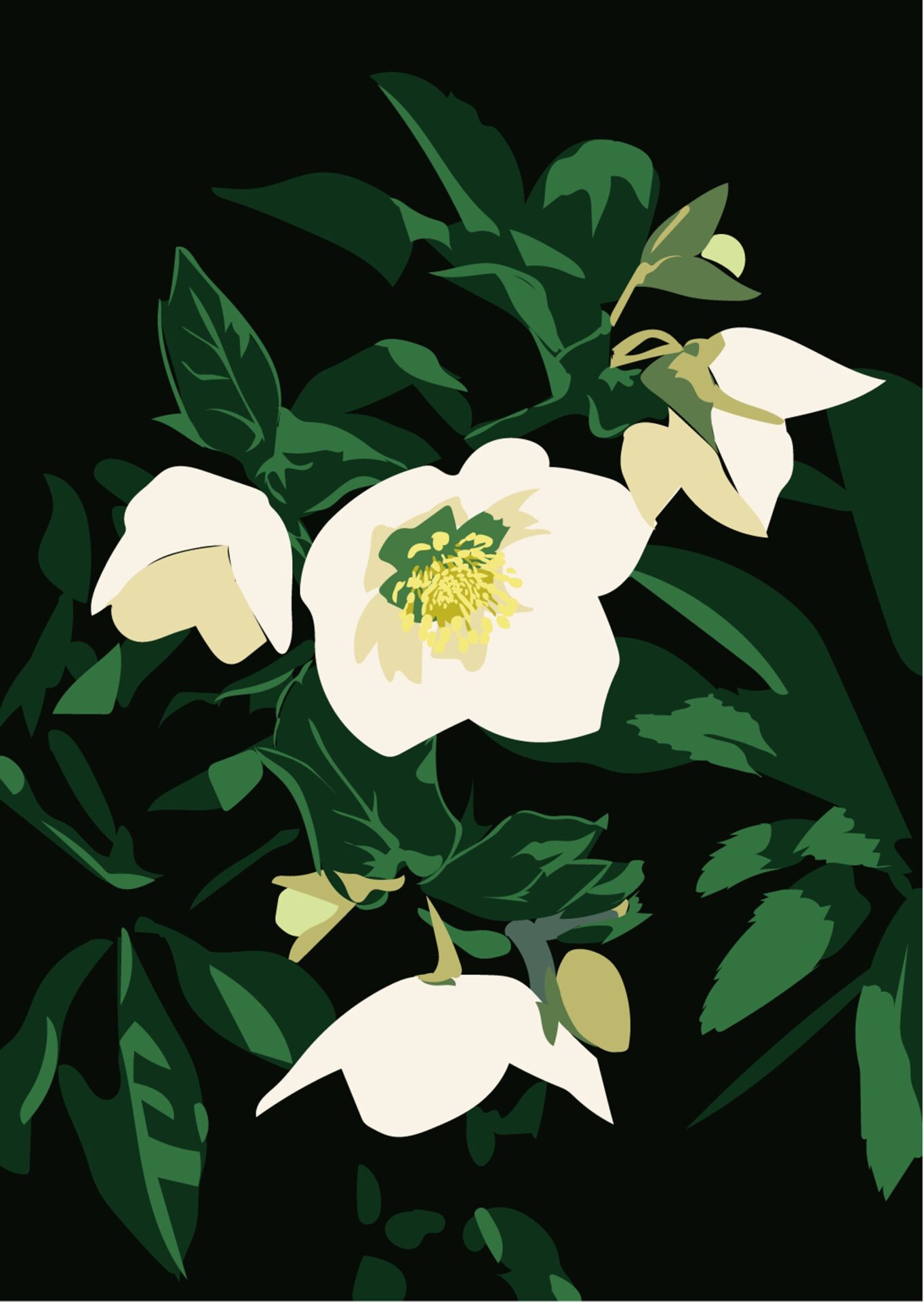 大村雪乃 yukino-art クリスマスローズ/Helleborus Cutting sheet,acrylic plate h260mmxw185mm 2023