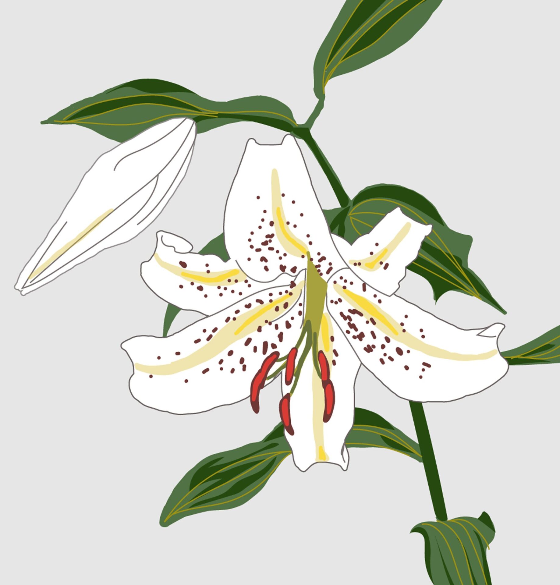 大村雪乃 yukino-art 十三夜月「ユリ」 Thirteen Night Moon-lily- h193mm x w185mm cutting sheet、Acryl board 2024 協力 株式会社中川ケミカル